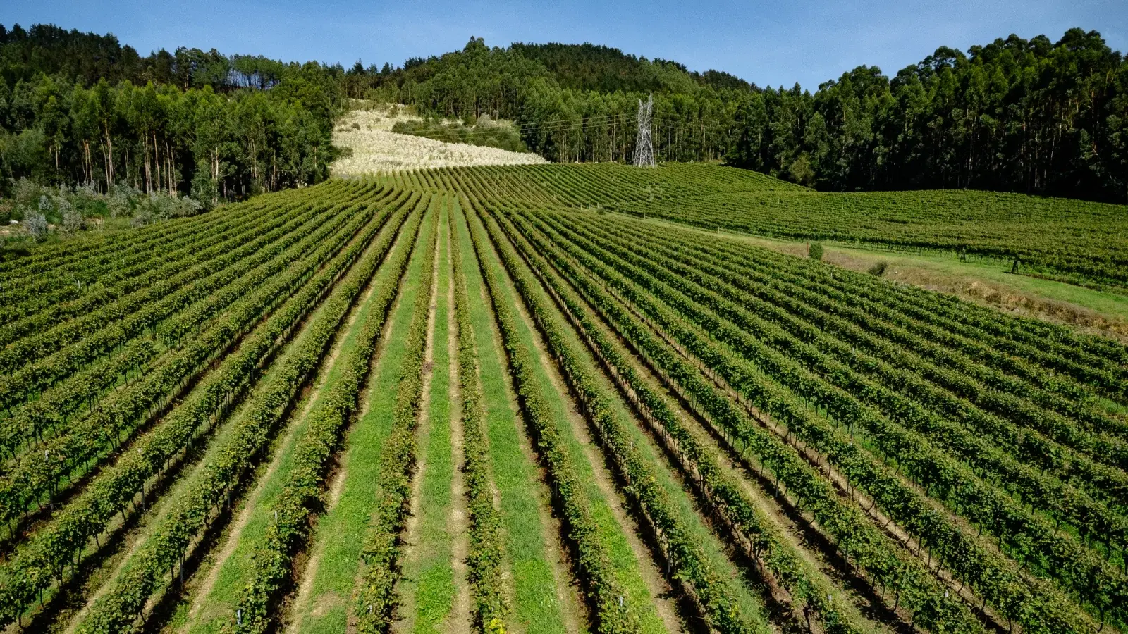 bodega-txakoli-uriarte-fco-javier-ur-portada-XXL-2.webp