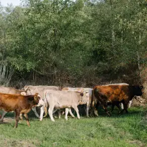 ITTURBALTZA- MAIDER y UNAI ASLA – UNAI BEITIA